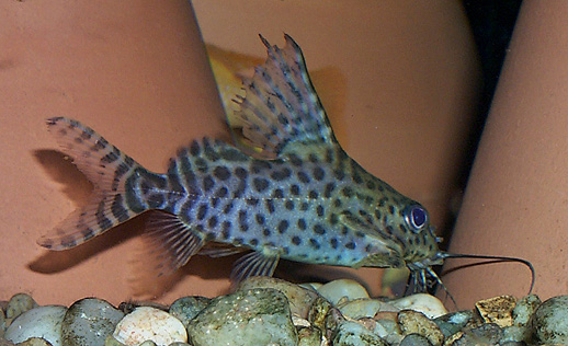 Synodontis eupterus