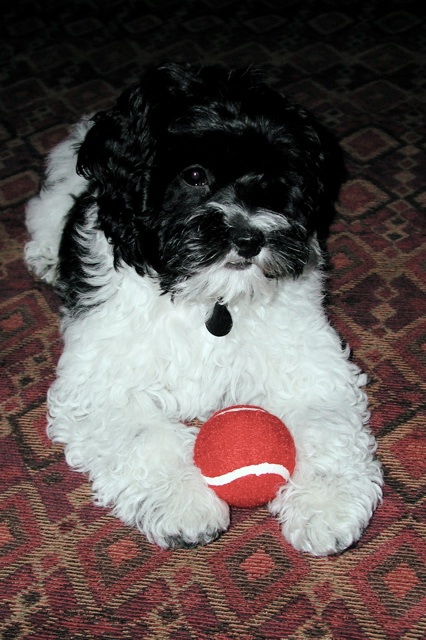 sparky 05