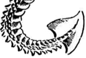 tail