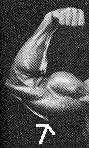 The Tricept
