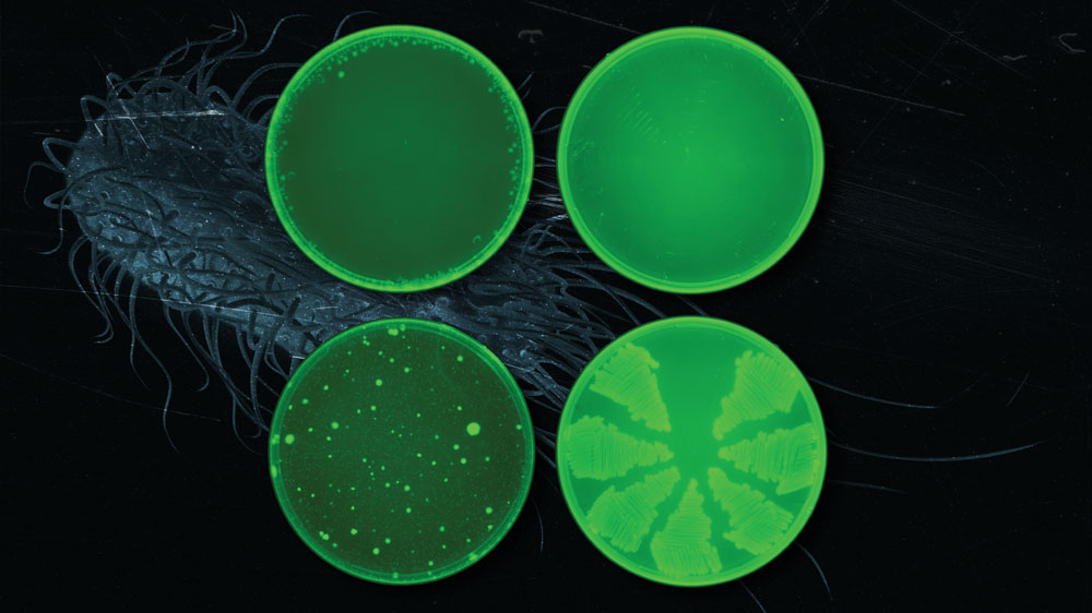 green petri dishes showing new antibiotic killing different types of bacteria