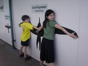 Comparing wingspan