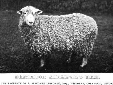 Dartmoor Shearling Ram