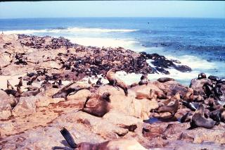 Cape Cross seal colony