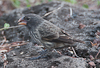 Large Ground Finch