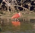 Scarlet Ibis