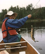 Walleye for dinner!