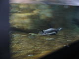 Click on one of the size names above to enlarge this image Click on one of the size names above to enlarge this image