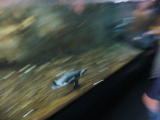 Click on one of the size names above to enlarge this image Click on one of the size names above to enlarge this image