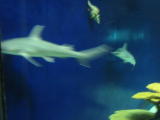 Click on one of the size names above to enlarge this image Click on one of the size names above to enlarge this image