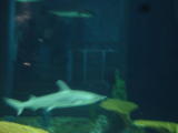 Click on one of the size names above to enlarge this image Click on one of the size names above to enlarge this image