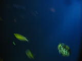 Click on one of the size names above to enlarge this image Click on one of the size names above to enlarge this image