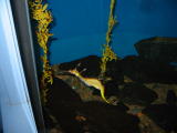 Click on one of the size names above to enlarge this image Click on one of the size names above to enlarge this image