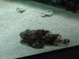 Click on one of the size names above to enlarge this image Click on one of the size names above to enlarge this image