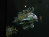 Click on one of the size names above to enlarge this image Click on one of the size names above to enlarge this image