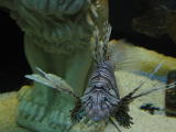 Click on one of the size names above to enlarge this image Click on one of the size names above to enlarge this image