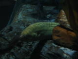 Click on one of the size names above to enlarge this image Click on one of the size names above to enlarge this image