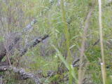 Click on one of the size names above to enlarge this image Click on one of the size names above to enlarge this image