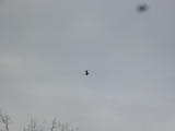 Click on one of the size names above to enlarge this image Click on one of the size names above to enlarge this image