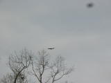 Click on one of the size names above to enlarge this image Click on one of the size names above to enlarge this image