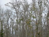 Click on one of the size names above to enlarge this image Click on one of the size names above to enlarge this image