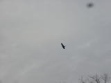Click on one of the size names above to enlarge this image Click on one of the size names above to enlarge this image