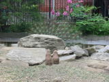Click on one of the size names above to enlarge this image Click on one of the size names above to enlarge this image