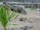 Click on one of the size names above to enlarge this image Click on one of the size names above to enlarge this image