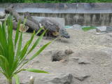 Click on one of the size names above to enlarge this image Click on one of the size names above to enlarge this image