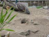 Click on one of the size names above to enlarge this image Click on one of the size names above to enlarge this image