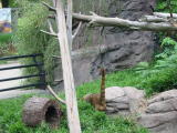 Click on one of the size names above to enlarge this image Click on one of the size names above to enlarge this image