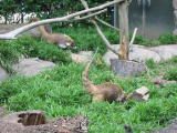 Click on one of the size names above to enlarge this image Click on one of the size names above to enlarge this image