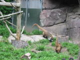 Click on one of the size names above to enlarge this image Click on one of the size names above to enlarge this image