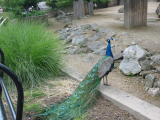 Click on one of the size names above to enlarge this image Click on one of the size names above to enlarge this image