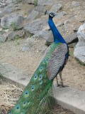 Click on one of the size names above to enlarge this image Click on one of the size names above to enlarge this image