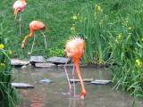 Click on one of the size names above to enlarge this image Click on one of the size names above to enlarge this image