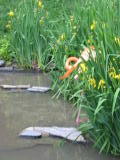 Click on one of the size names above to enlarge this image Click on one of the size names above to enlarge this image
