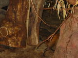 Click on one of the size names above to enlarge this image Click on one of the size names above to enlarge this image