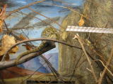 Click on one of the size names above to enlarge this image Click on one of the size names above to enlarge this image