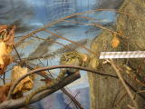 Click on one of the size names above to enlarge this image Click on one of the size names above to enlarge this image