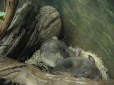 Click on one of the size names above to enlarge this image Click on one of the size names above to enlarge this image