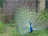 Click on one of the size names above to enlarge this image Click on one of the size names above to enlarge this image