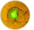 cell