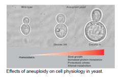 Effects of aneuploidy on cell physiology in yeast