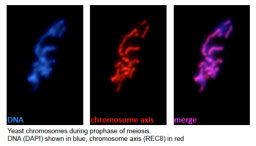 Yeast chromosomes during prophase of meiosis