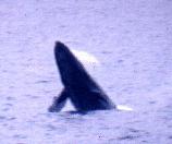 breaching whale