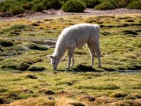 Atacama5 20160327 3994-Enhanced-NR