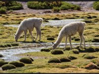 Chile Wildlife4153