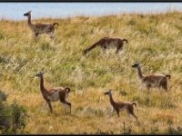 Chile Wildlife4158