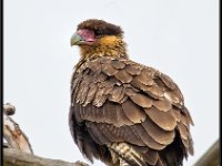 Chile Wildlife4161